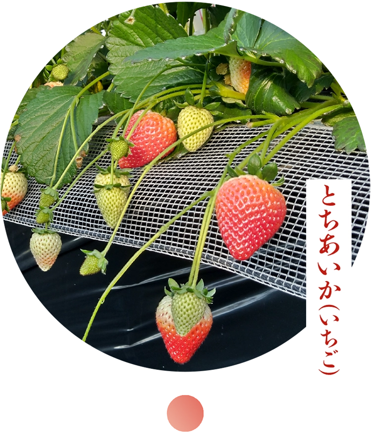 いちご