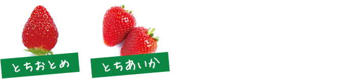 とちおとめ、とちあいか